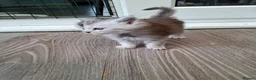 Maine Coon cats for sale: Maine Coon Kittens looking for new loving home in Birmingham - Advert 14