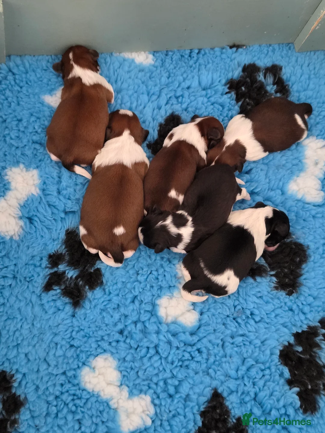 Shih Tzu dogs for sale:  Quality Shih tzu puppys  - Advert 3