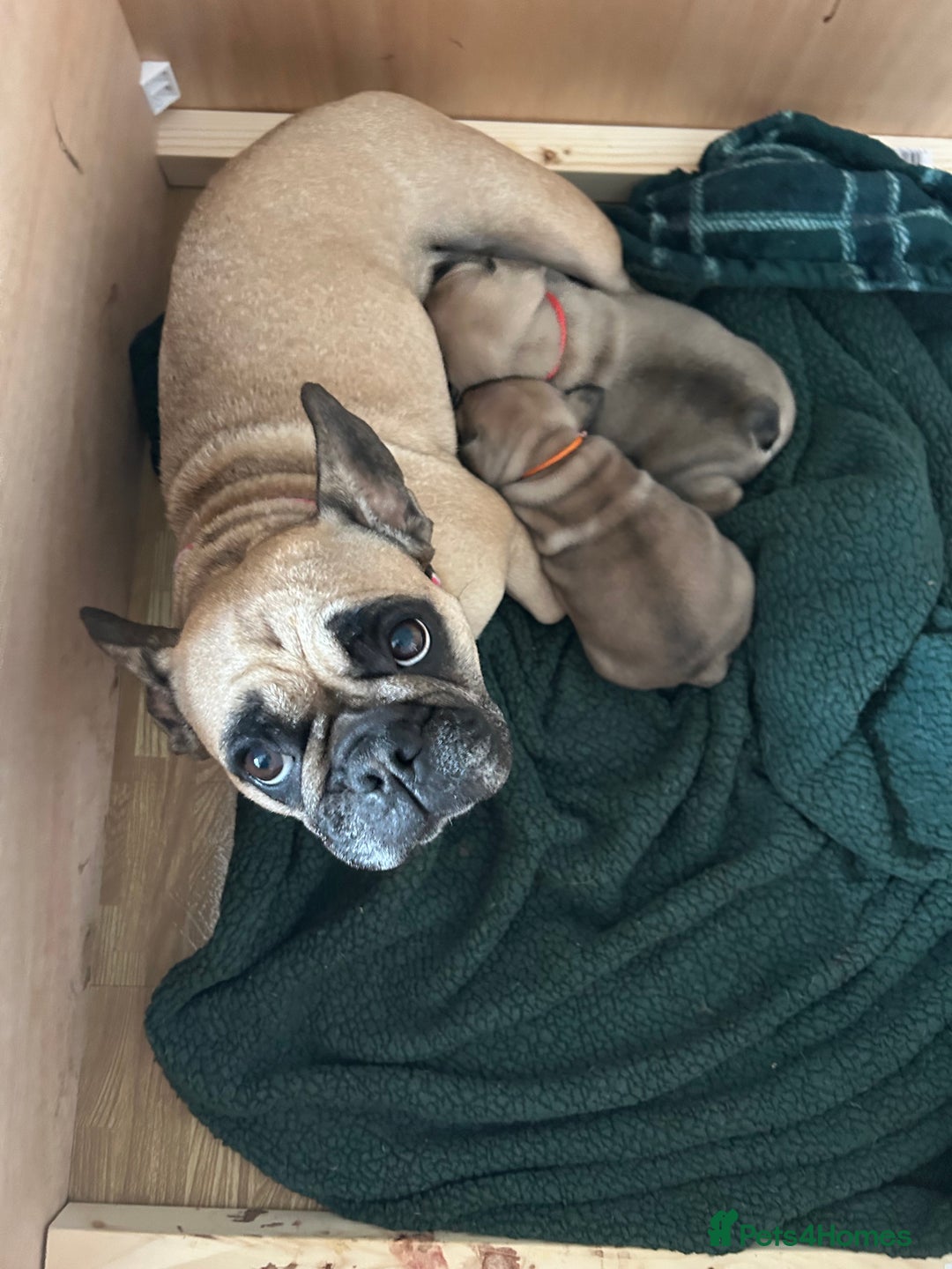 French Bulldog dogs for sale: French bulldog pups  - Image 6