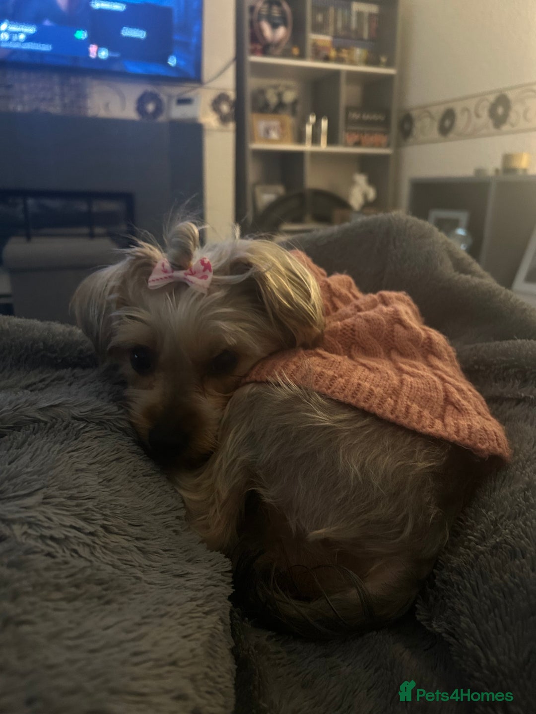 Yorkshire Terrier dogs for sale: Yorkshire Terrier, Female - Full Sized - 1yr old  - Advert 15