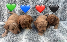 Cavapoo dogs for sale: F1b Teddy bear cavapoos Red & Apricot ❤️🧡 - Advert 4