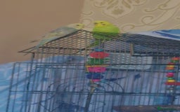 Budgerigars birds for sale: Budgie pair for sale - Image 1