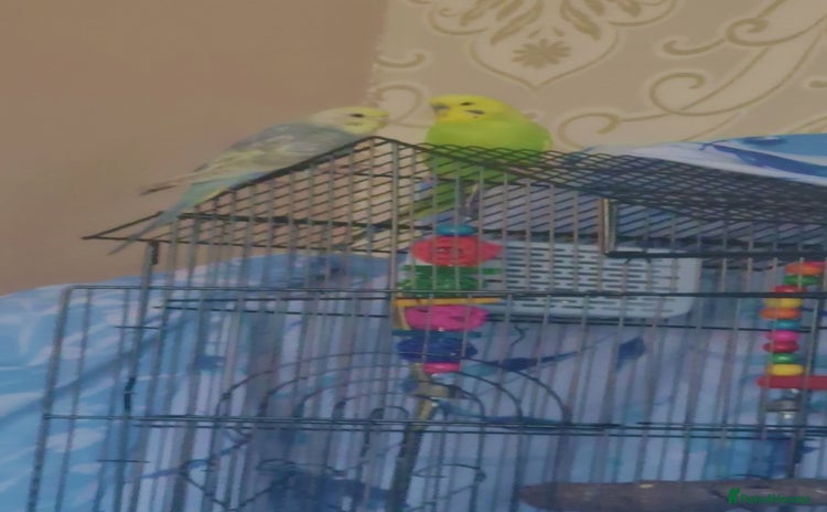 Budgerigars birds - Advert 1