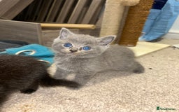 British Shorthair cats for sale: British short hair - Image 4