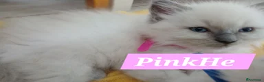 PinkHe