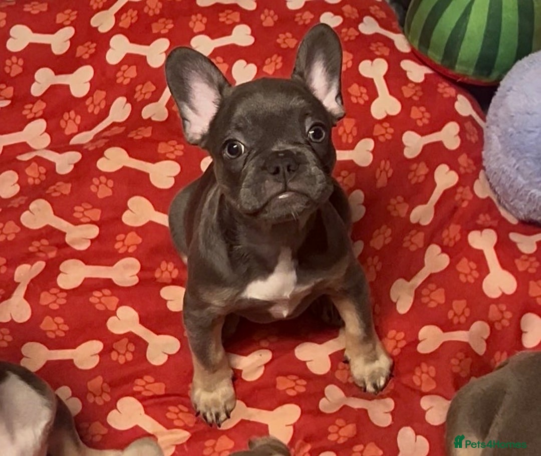 French Bulldog dogs for sale: 💕🐾 Stunning French bulldogs 🐾💕 - Advert 36