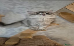 Scottish Fold cats for sale: 1 boy and 1 girl left Amazing Scottish Straights  in Ивсхам - Image 19