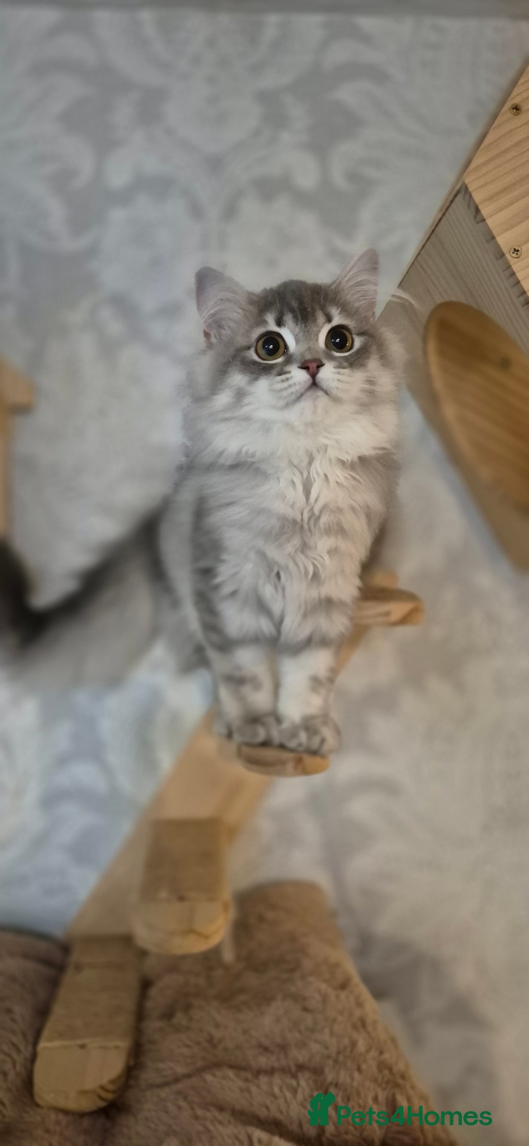 Scottish Fold cats for sale: 1 boy and 1 girl left Amazing Scottish Straights  in Ивсхам - Image 19