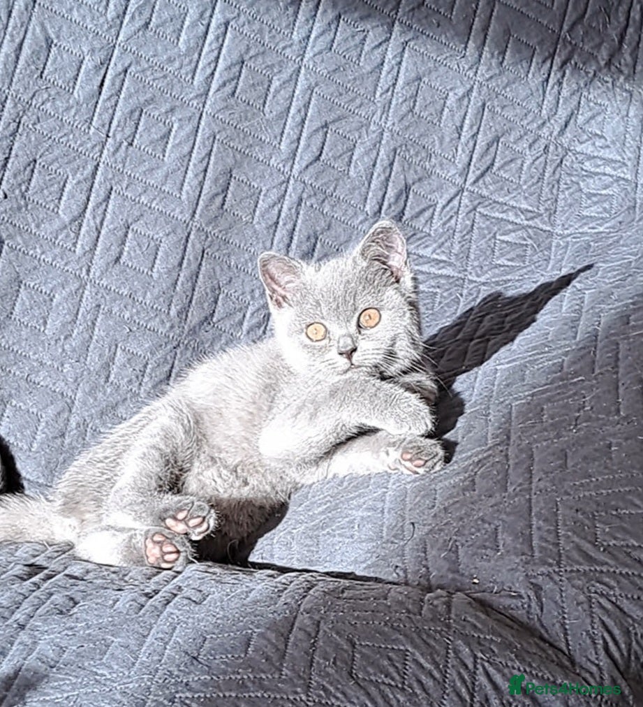 British Shorthair cats British Shorthair Blue is AVAILABLE  - Advert 1
