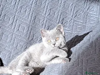 British Shorthair cats British Shorthair Blue is AVAILABLE - Advert 1