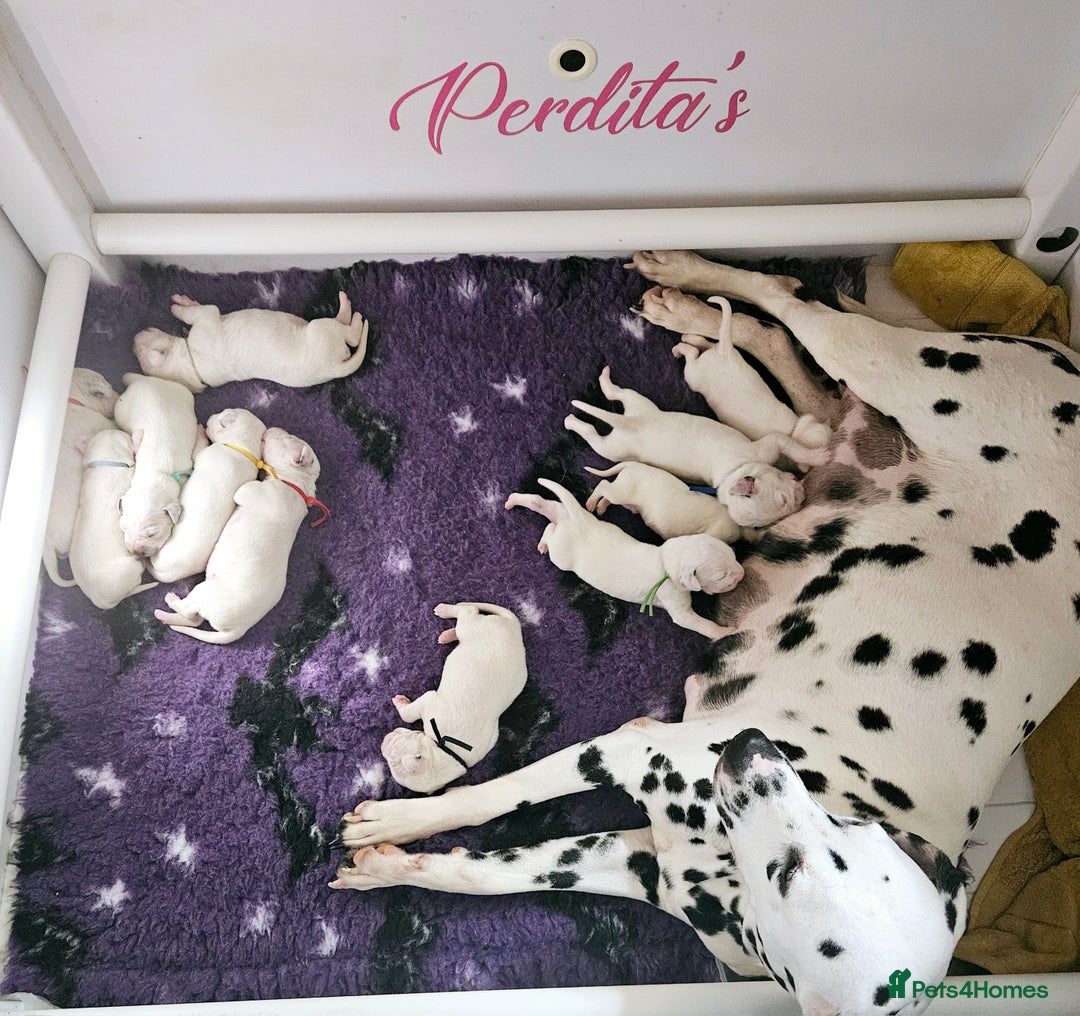 Dalmatian dogs for sale: Beautiful Dalmatian Puppies - Image 9