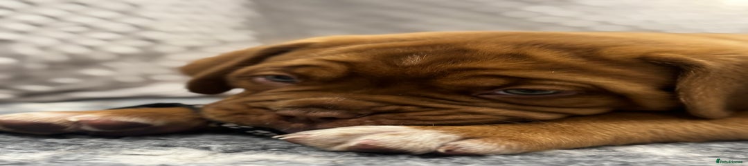 Dogue De Bordeaux Puppy 4
