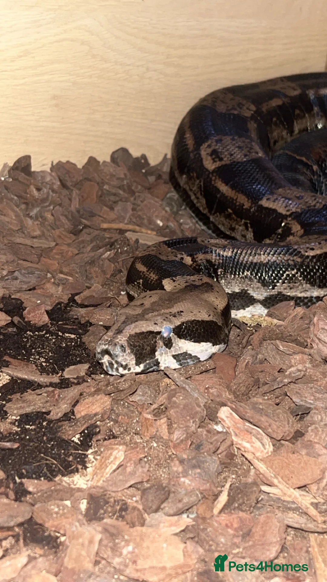 Boa Snake reptiles for sale: Boa imperator - Advert 1