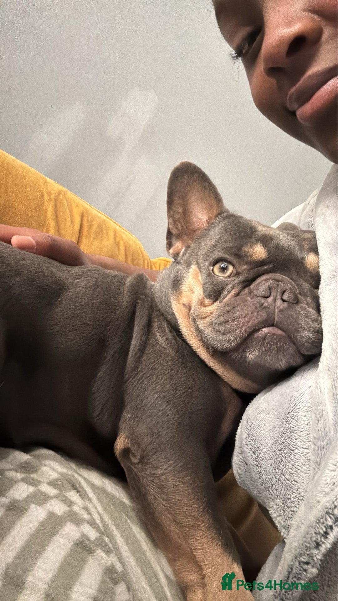 French Bulldog dogs for stud: Male French bull dog  - Image 3