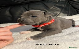 Staffordshire Bull Terrier dogs for sale: Staffordshire bull terrier puppies♥️ KC registered - Image 3