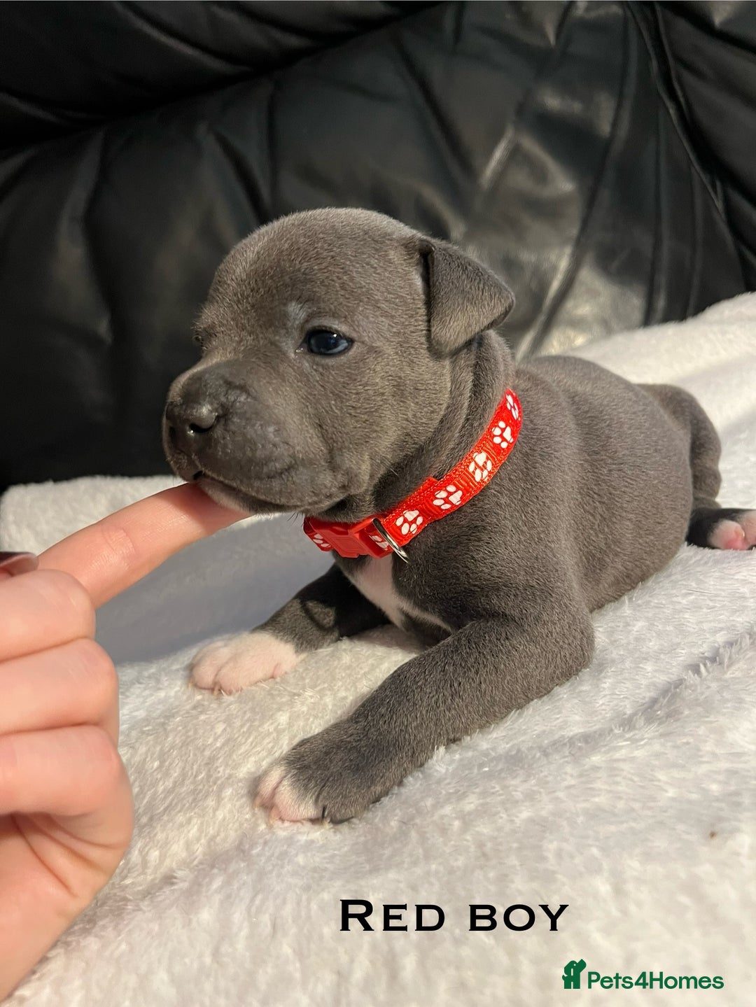 Staffordshire Bull Terrier dogs for sale: Staffordshire bull terrier puppies♥️ KC registered - Image 3