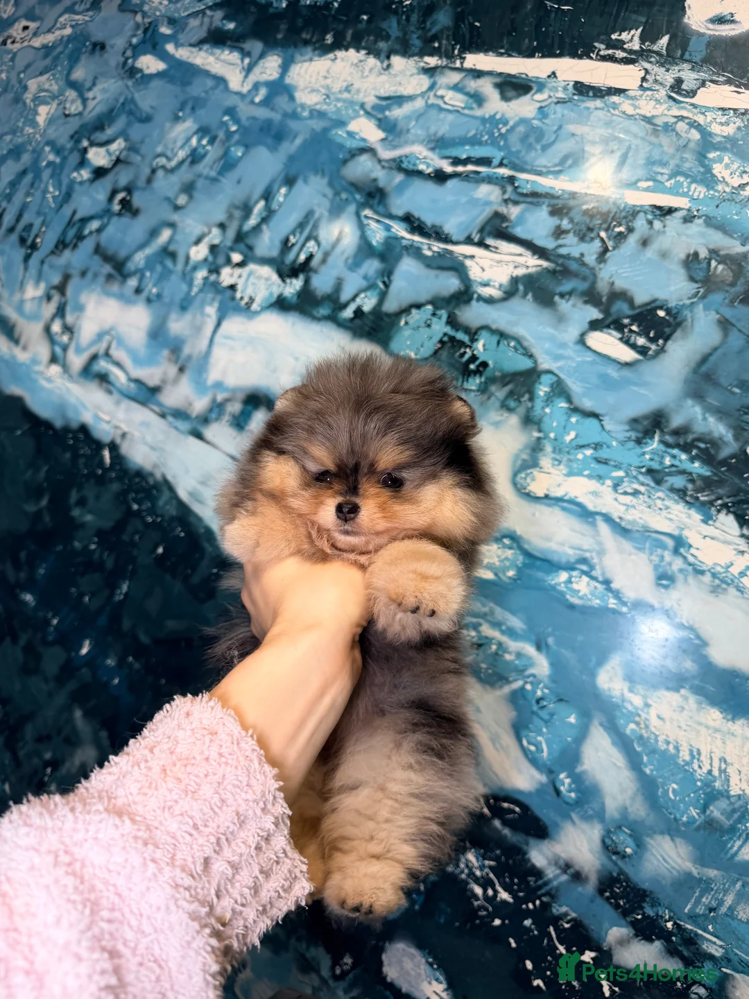 Pomeranian dogs for sale: Beautiful Pomeranian Girl - Advert 9