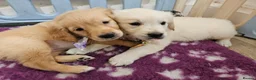 Golden Retriever dogs for sale: Angelic Pedigree Golden Retriever Puppies - Advert 1