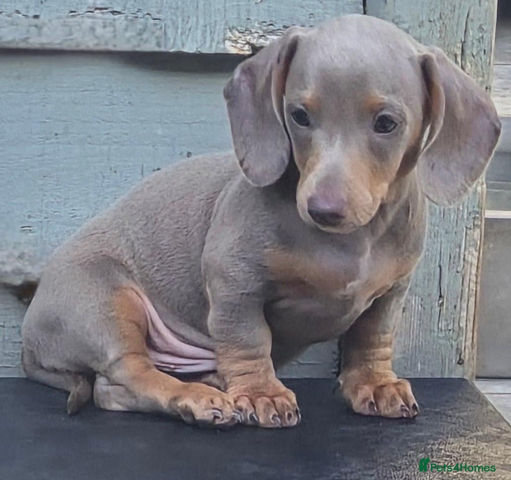 Miniature Dachshund dogs Long haired miniature dachshunds - Advert 5