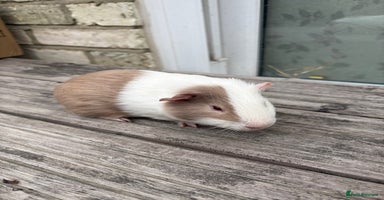Guinea Pig rodents - Advert 4