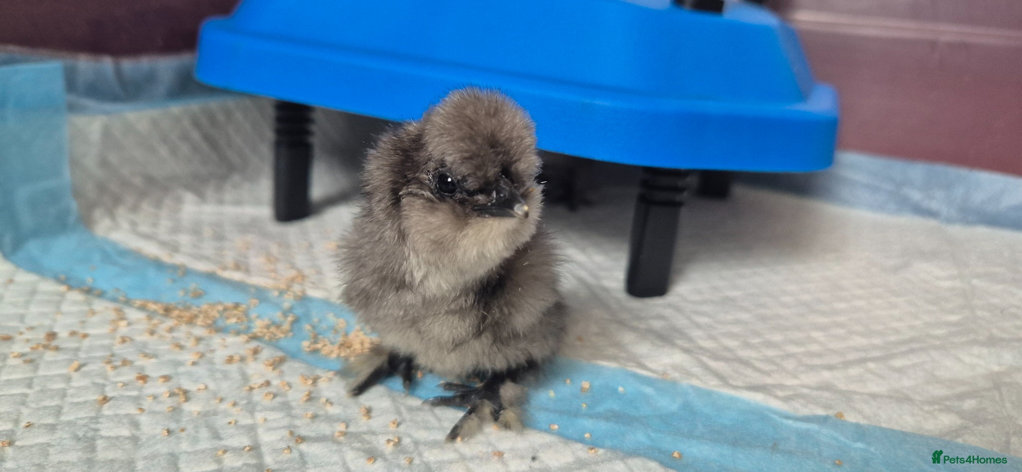 Chickens poultry Silkie chicks for sale - Advert 1