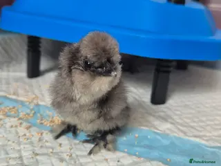 Chickens poultry Silkie chicks for sale - Advert 1