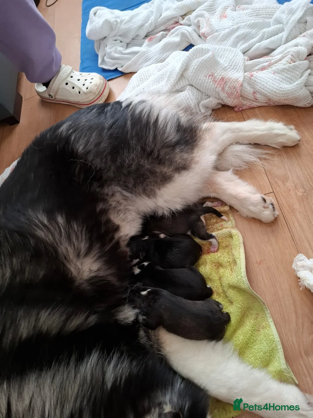 Siberian Husky dogs for stud: Proven Siberian Husky FOR STUD - Advert 12