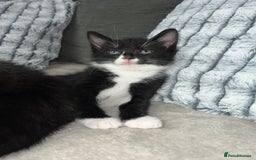 Domestic Shorthair cats for sale: Beautiful kittens looking for forever homes🩷💙🐾 - Image 6