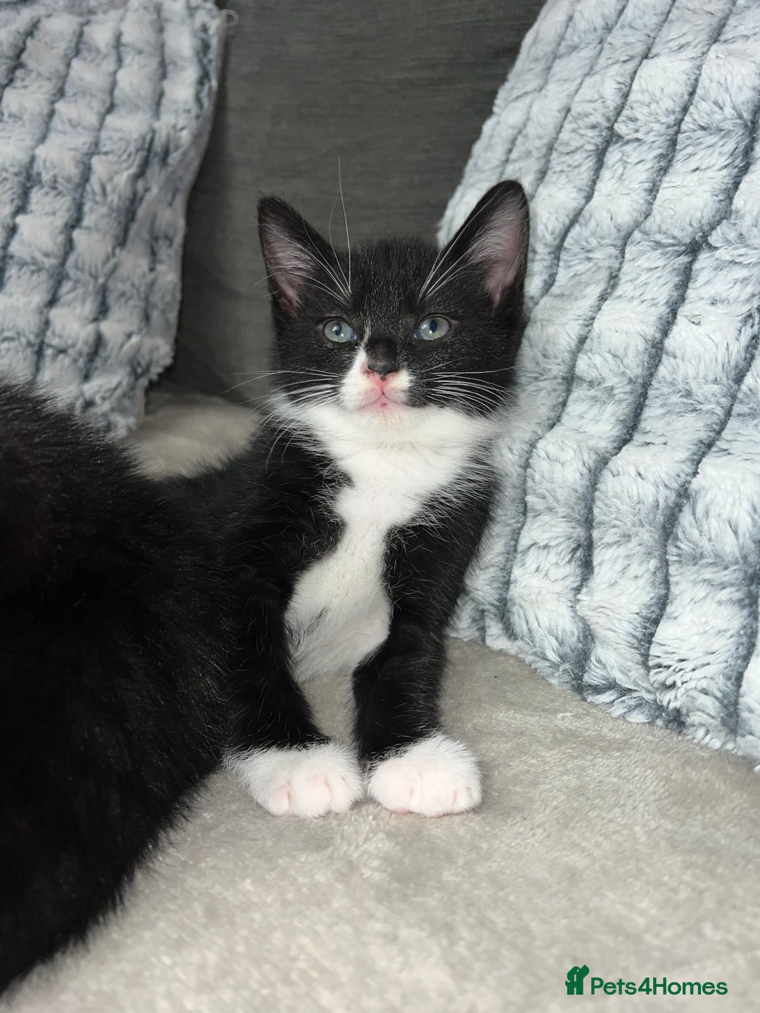 Domestic Shorthair cats for sale: Beautiful kittens looking for forever homes🩷💙🐾 - Image 6