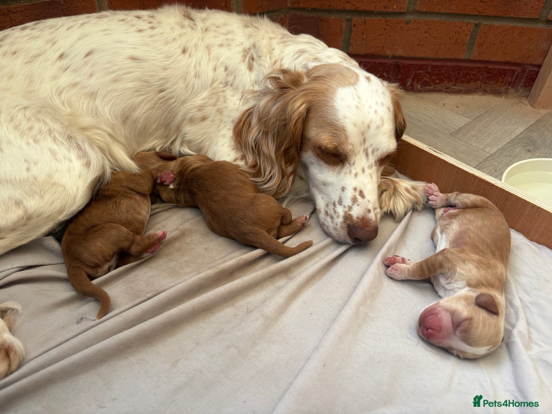 Cocker Spaniel dogs for sale: Cocker Spaniel Puppies  - Image 19