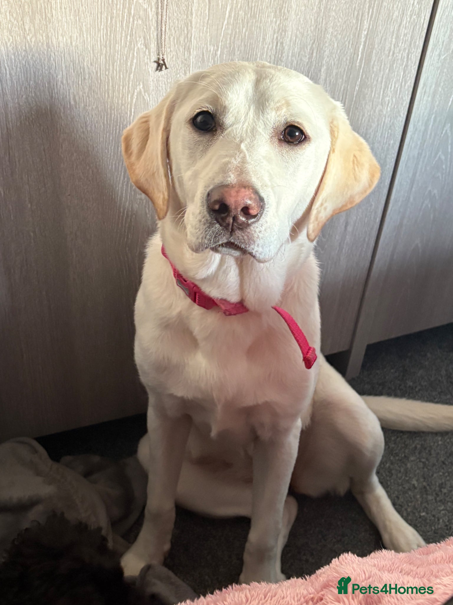 Labrador Retriever dogs 8 month old female Labrador retriever  - Advert 11