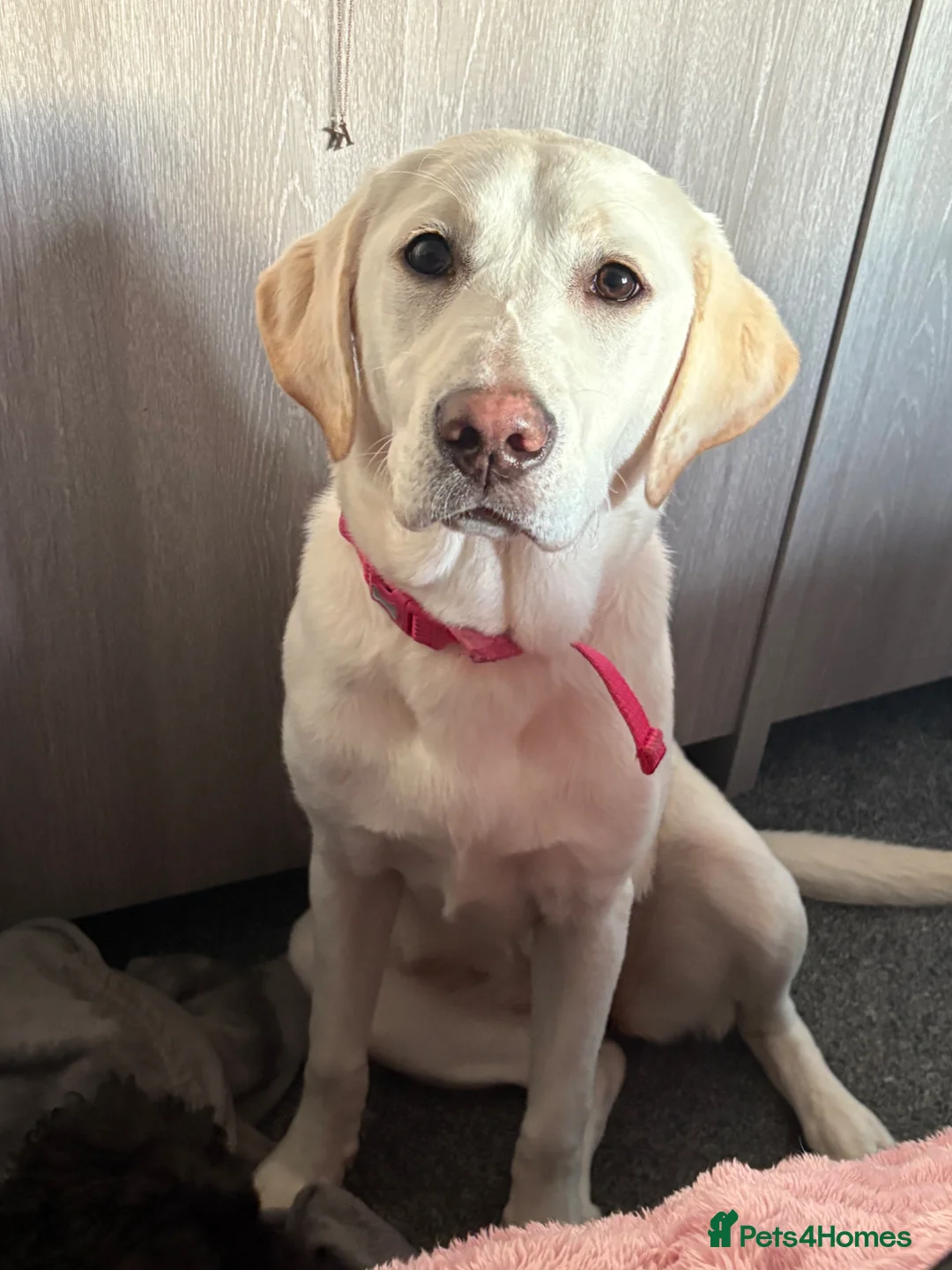 Labrador Retriever dogs for sale: 8 month old female Labrador retriever  in Falmouth - Advert 1