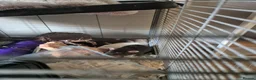 Rat rodents for sale: 5 female rats for sale  - Advert 1