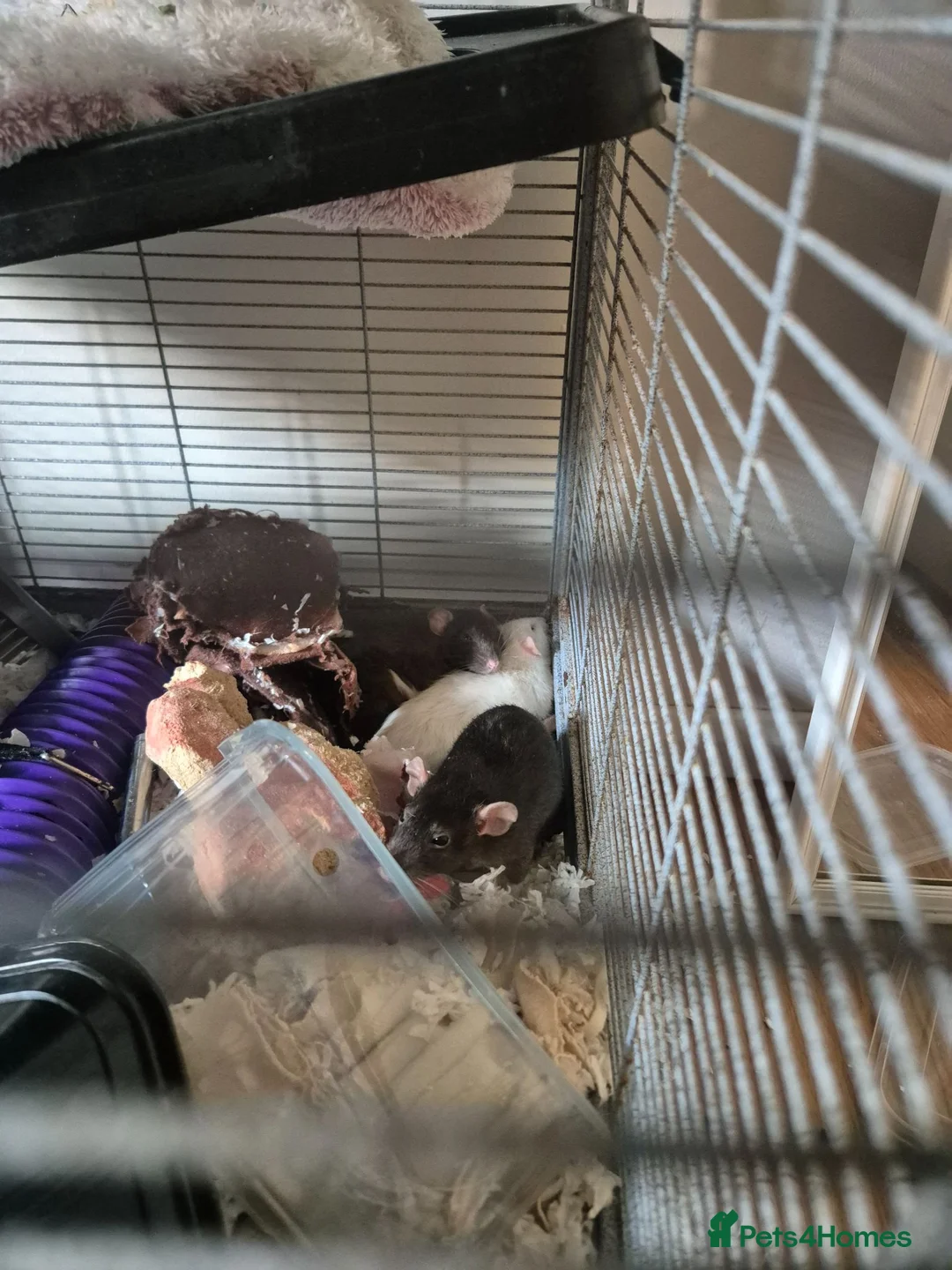 Rat rodents for sale: 5 female rats for sale  - Advert 1