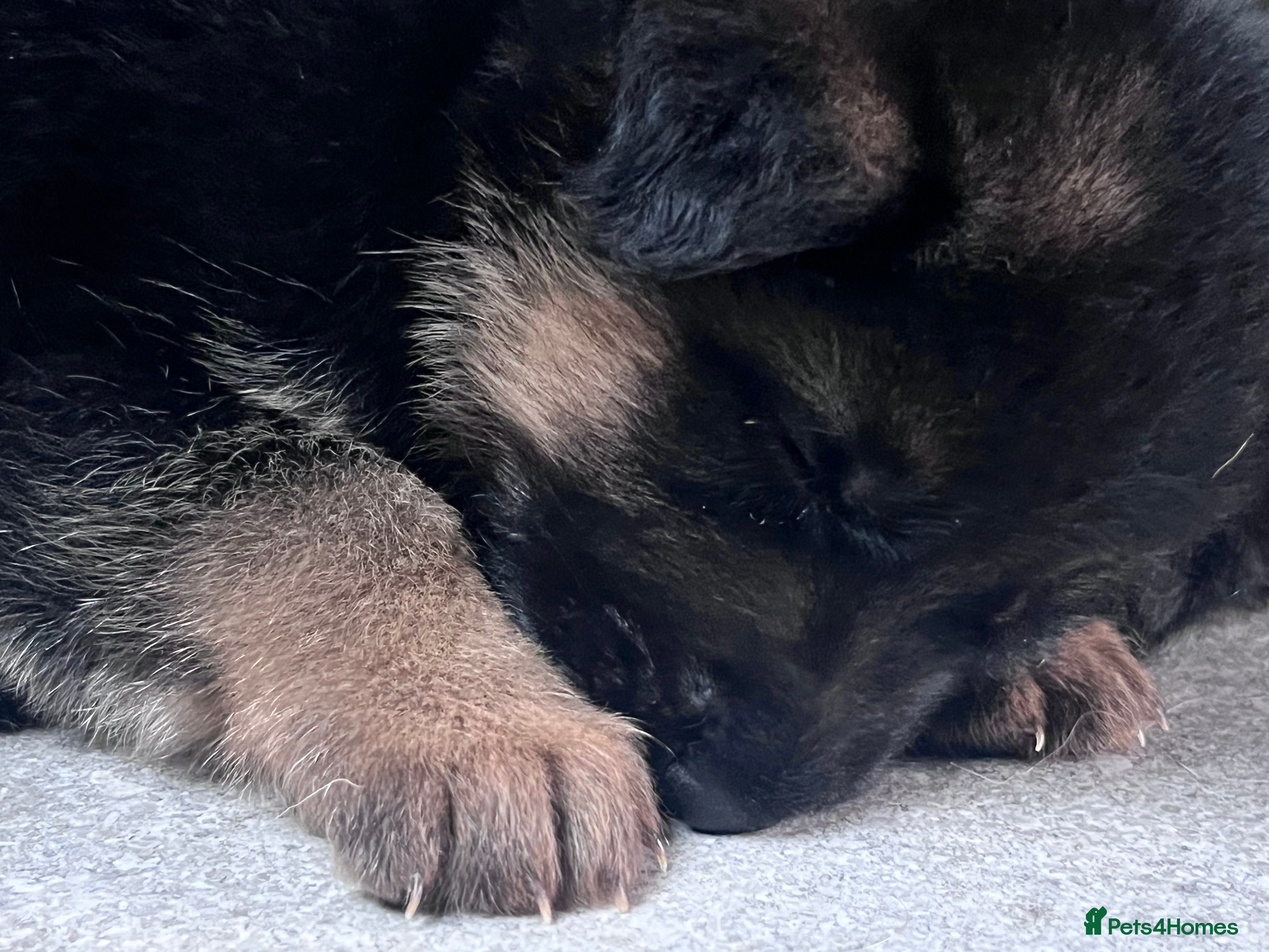 German Shepherd dogs KC reg German shepherd puppies  - Advert 15