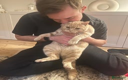 British Shorthair cats for sale: Our wonderful boy, Ferguson for sale  - Advert 20