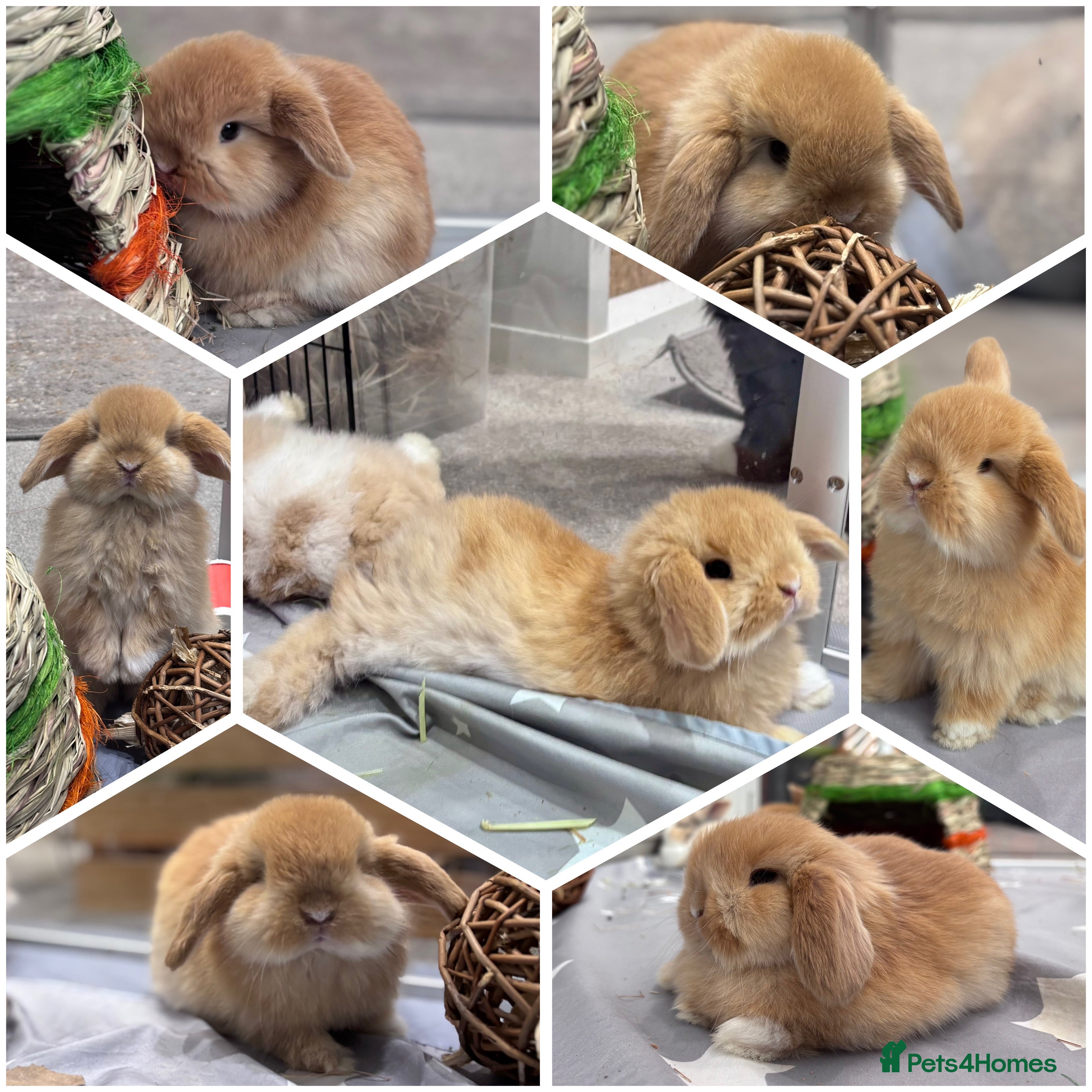 Mini Lop rabbits 3 baby does available - ready to leave 2nd April - Advert 14