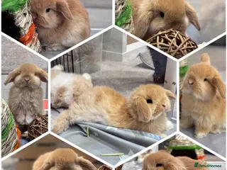 Mini Lop rabbits 3 baby does available - ready to leave 2nd April - Advert 1