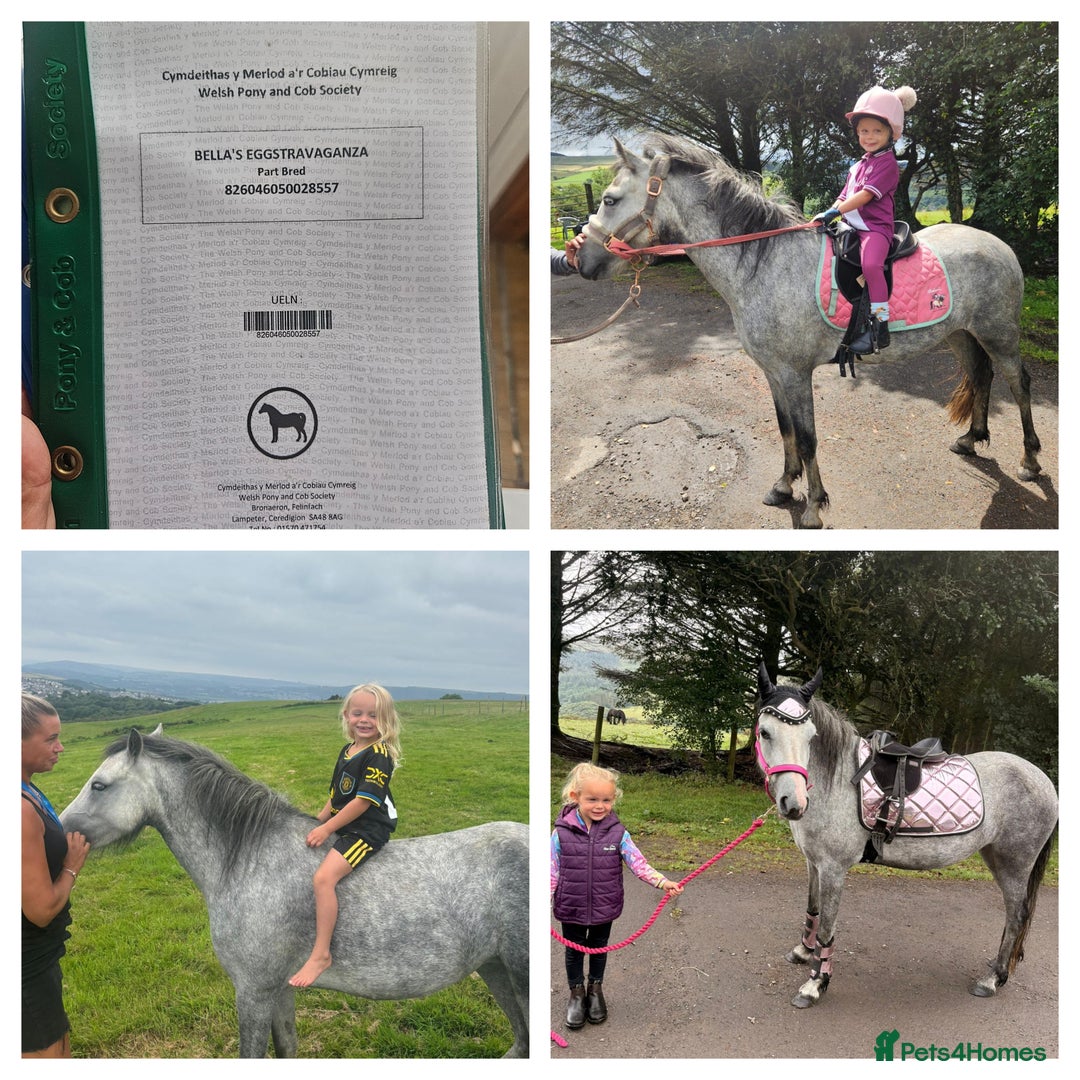 Other Breed horses for sale: Approximately 12.1 welsh partbred.  - Image 1