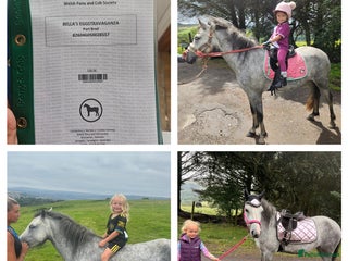 Other Breed horses - Advert 10