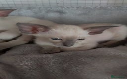 Oriental cats for sale: Full Pedigree Oriental 6 Kittens XL size ears GCCF - Image 34
