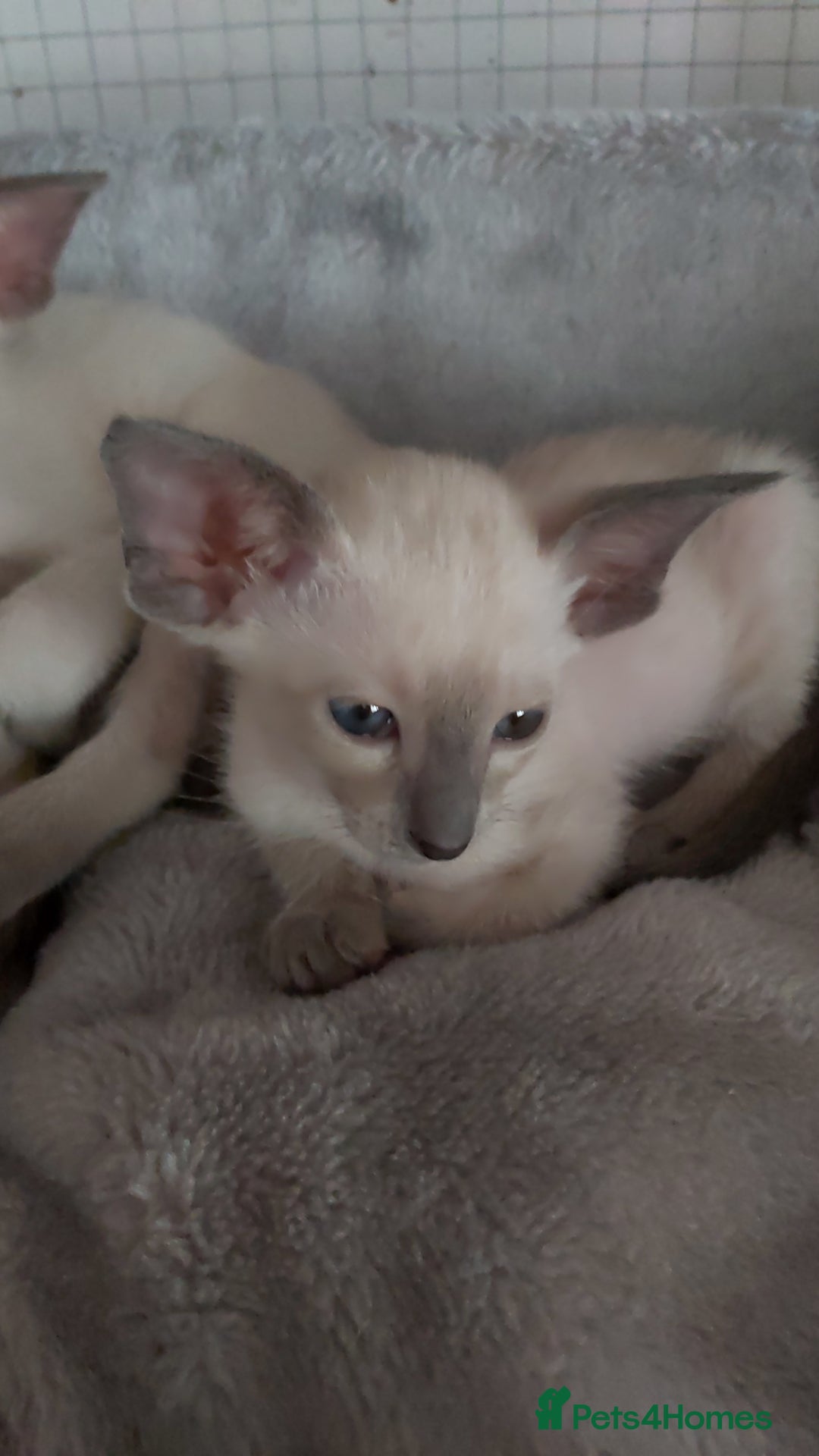 Oriental cats for sale: Full Pedigree Oriental 6 Kittens XL size ears GCCF - Image 34