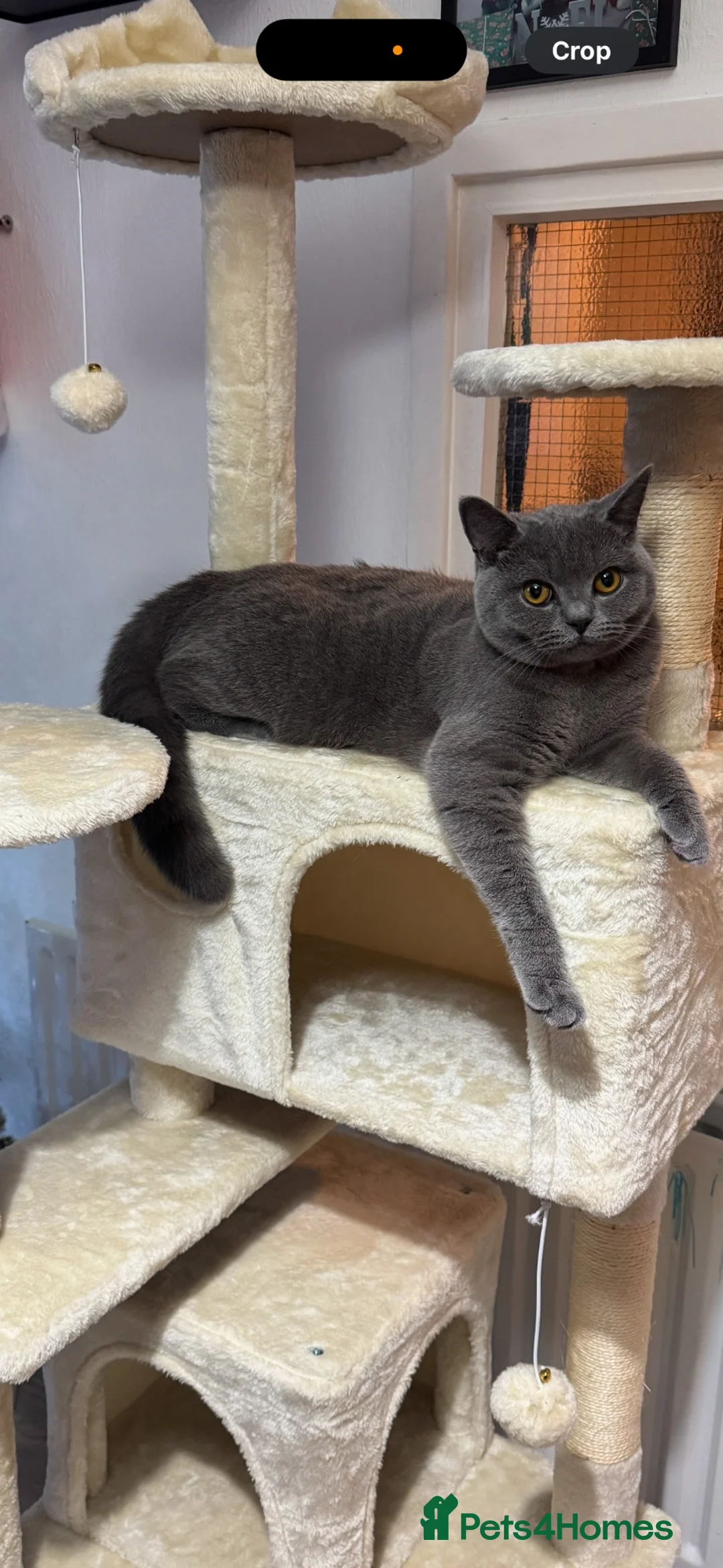 British Shorthair cats for sale: Male British shorthair kittens  - Advert 2