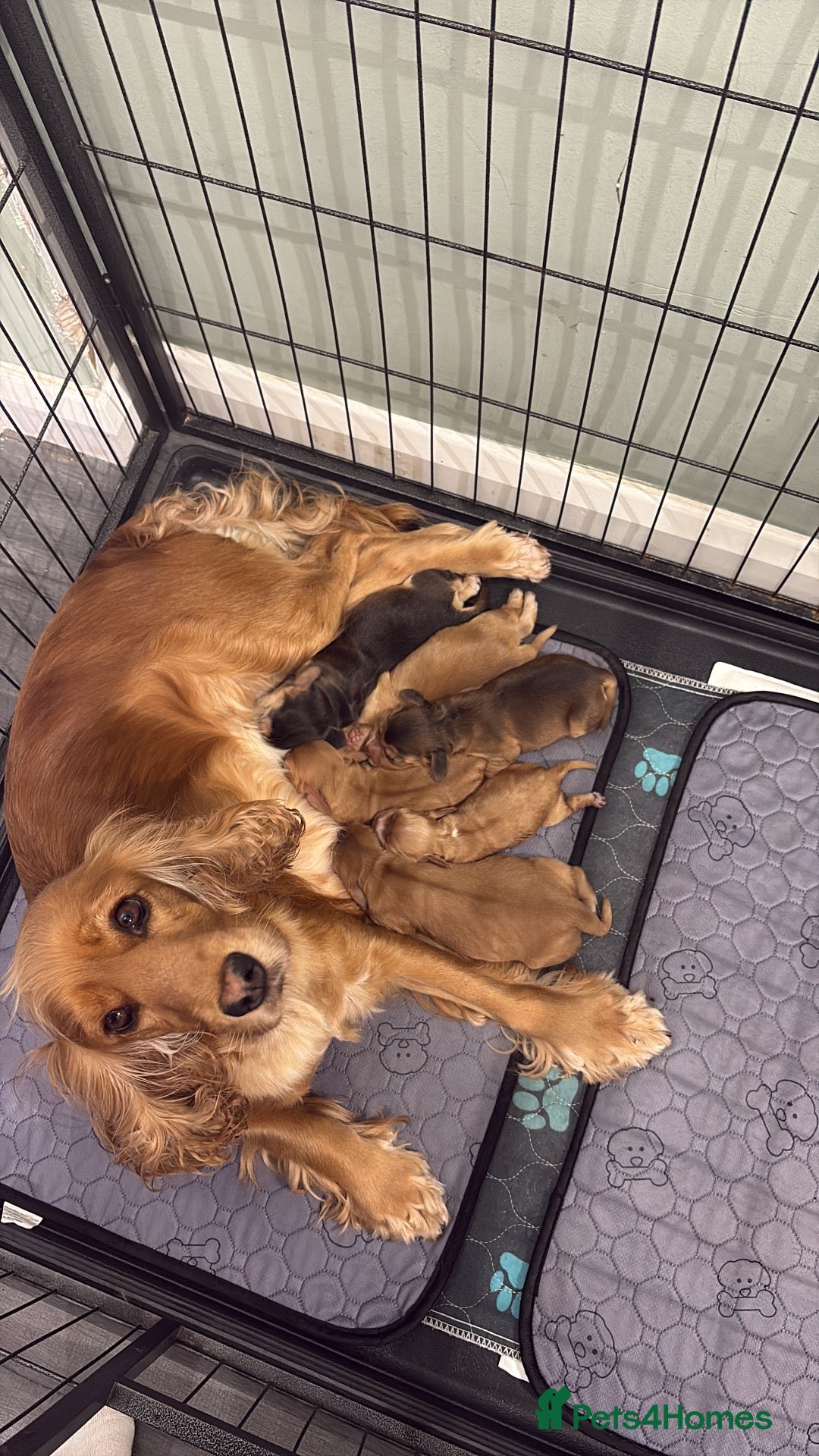 Cocker Spaniel dogs for sale: Show cocker spaniel puppies   - Advert 5