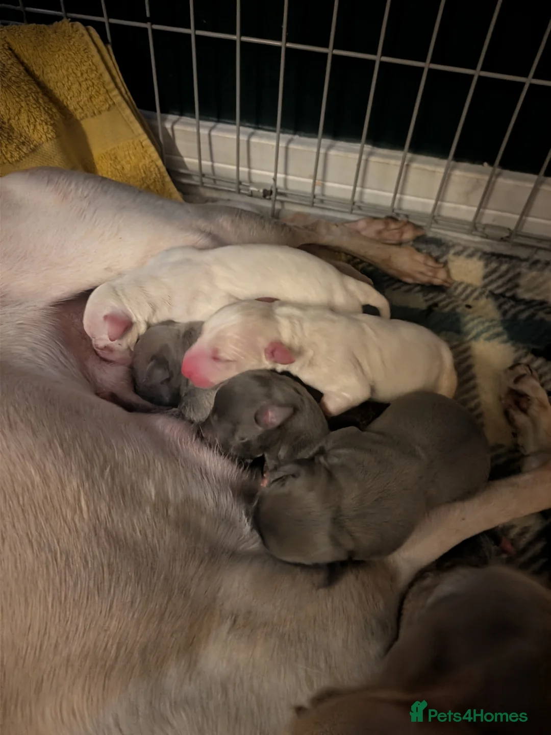 Italian Greyhound dogs for sale: Beautiful IGGY Puppies  - Advert 26