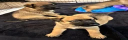 German Shepherd dogs for sale: 2 MALES LEFT German Shepherd puppies - Advert 13