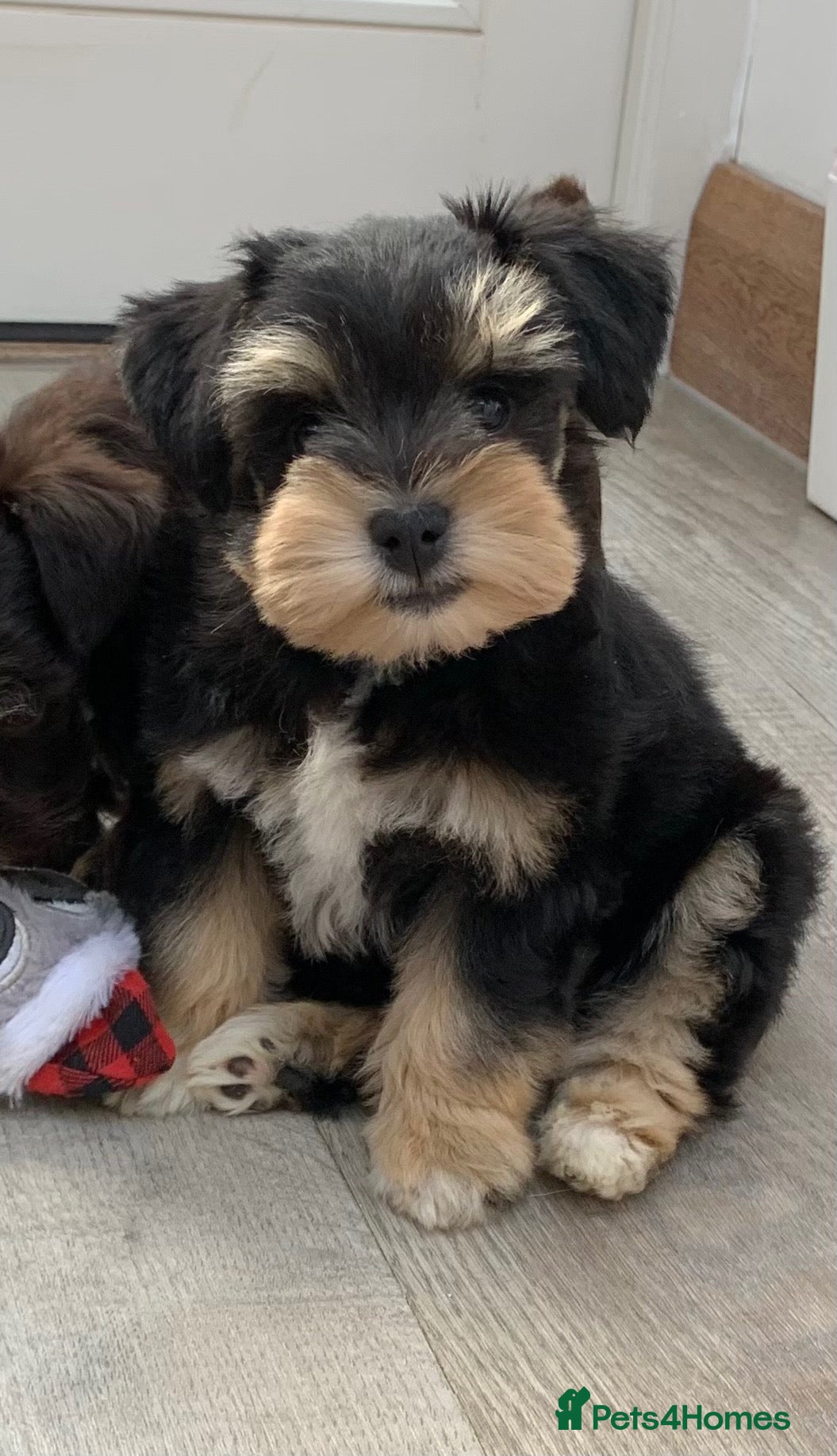Miniature Schnauzer dogs 5* LICENSED READY RKC TINY MINI SCHNAUZER GIRL  - Advert 15
