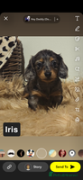 Miniature Dachshund dogs - Advert 9