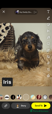 Miniature Dachshund dogs Longhaired silver dapple carrying cream - Advert 16