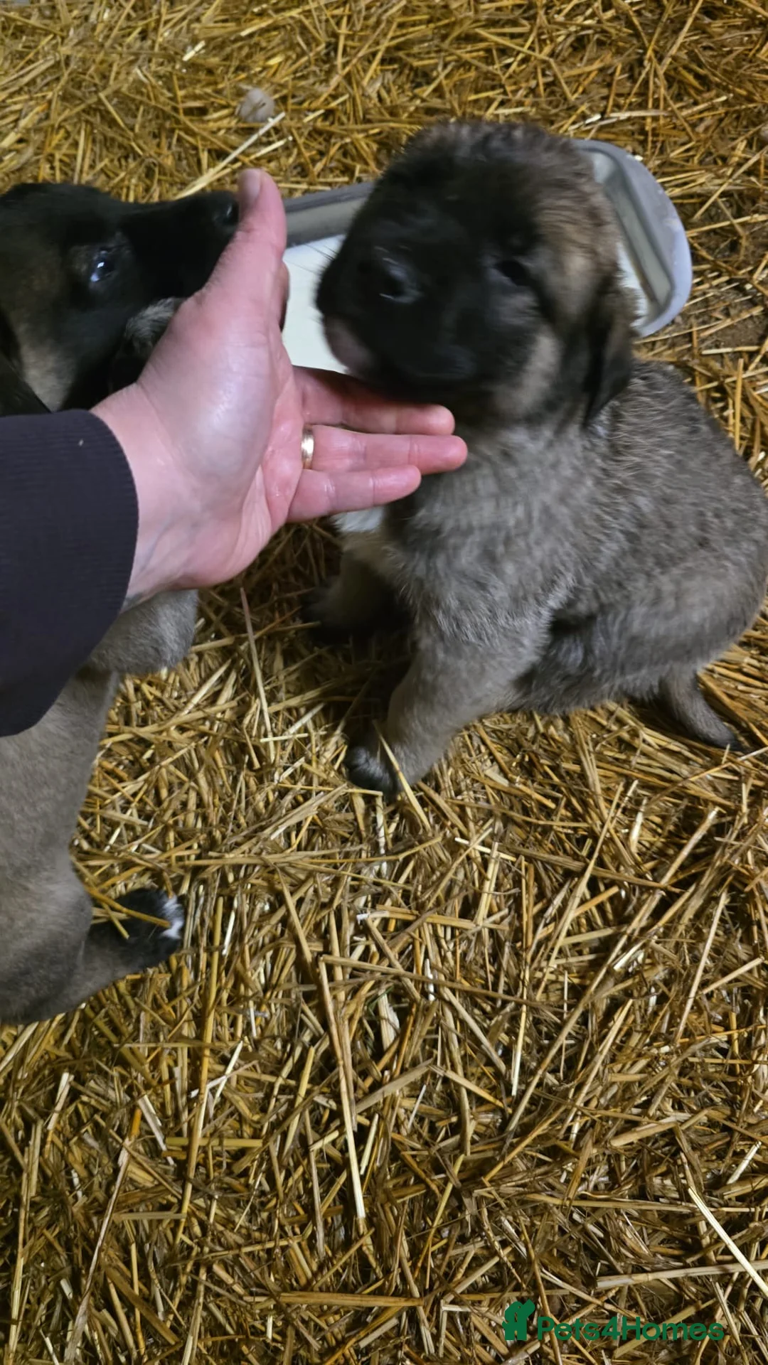 Anatolian Shepherd dogs for sale: Beautiful litter 5 girls left  - Advert 19